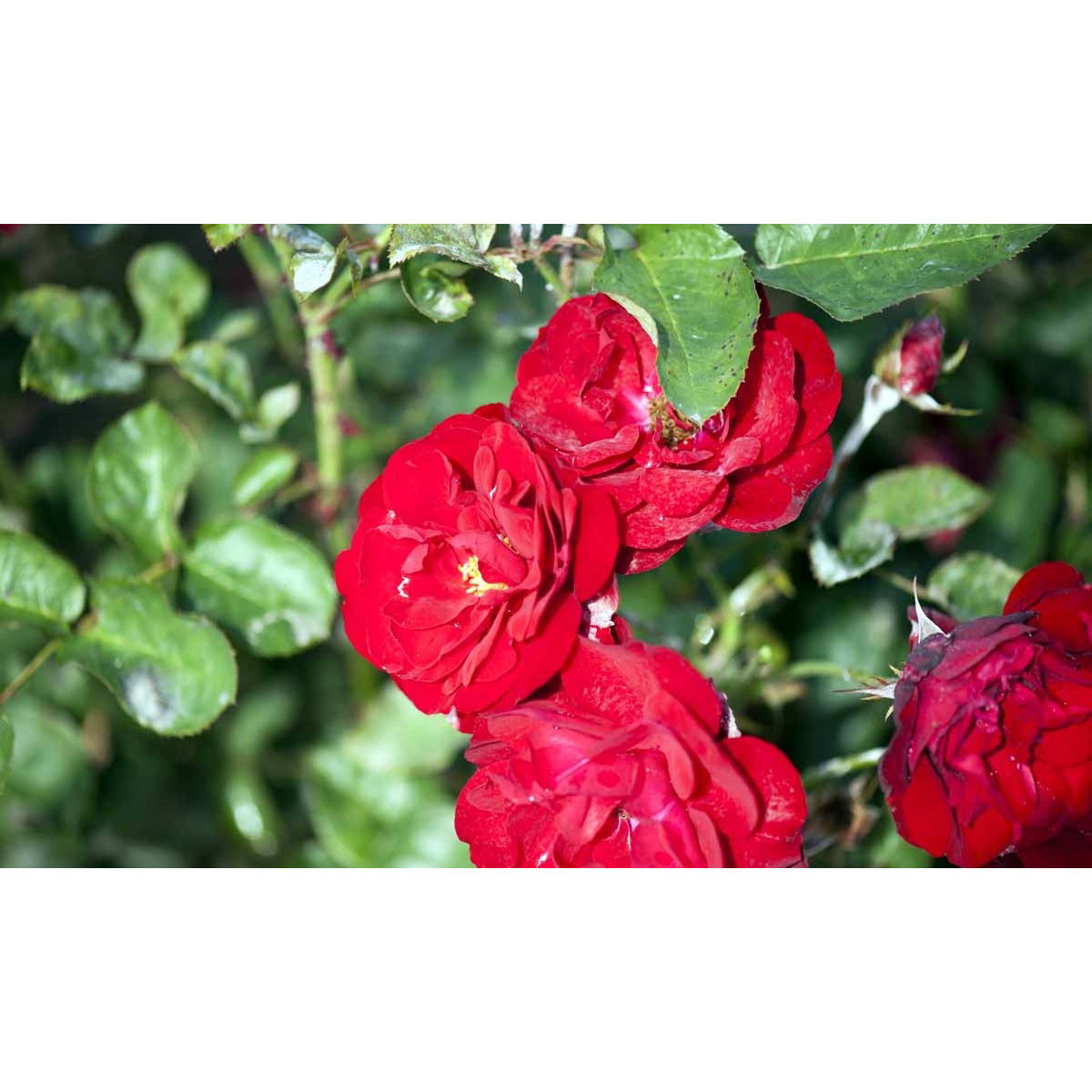 &apos;Lilli Marleen&apos;®