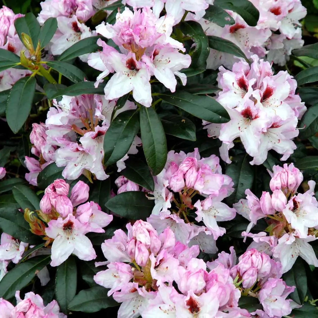 Rhododendron Graffito