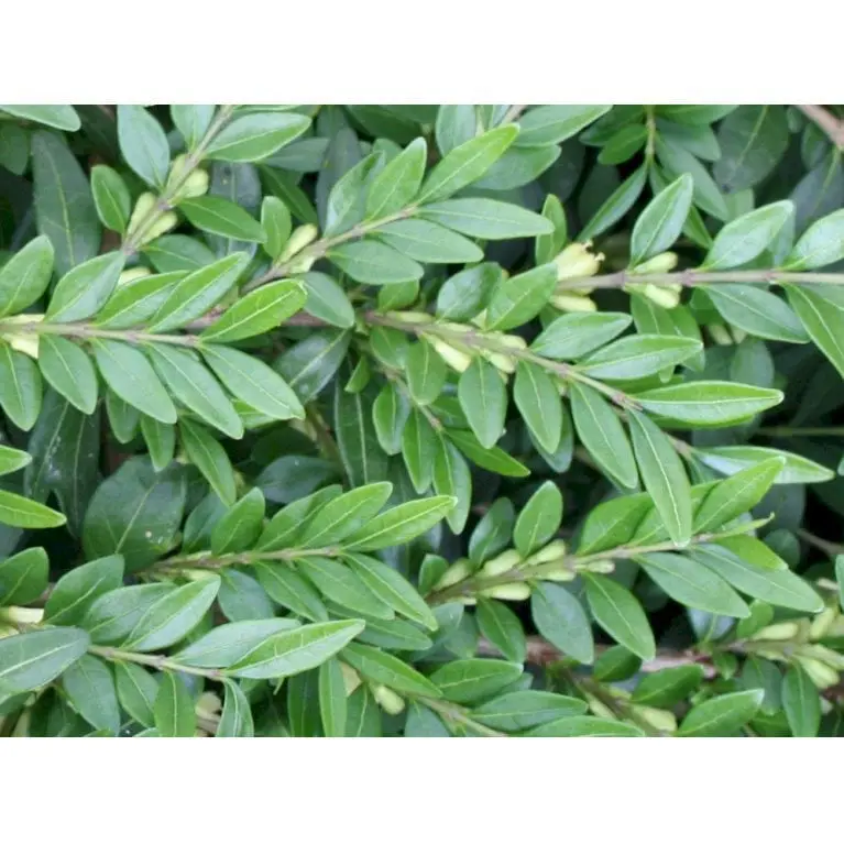 Lonicera pileata, Liguster-Gedeblad, Beskrivelse: God bunddækkeplante, med tæt bred vækst. Den bliver 40-60 cm høj, og har blankt mørkt løv. Den er stedsegrøn, og altid frodig at se på. God kraftig vækst. Blomst og bær: I maj-juni små hvidgule blomster. E