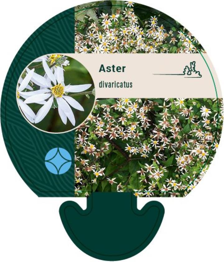 Skovasters - Potte 0,8 Liter