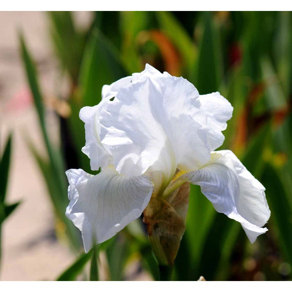 Haveiris &apos;Immortality&apos;