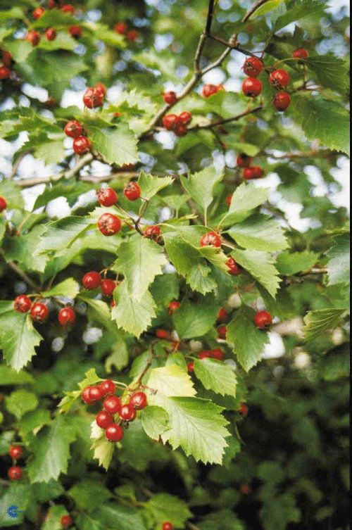 Crataegus intricata, Skarlagentjørn, Blad / Nåle: Elliptiske Blad / Nåle farve: Mørkegrønne Blomster str.: Små Blomsterfarve: Hvide Blomstringstid 1: Maj - Juni Bredde: 2 - 3 meter Frugt str.: Små Frugter: Røde Gødning: Mellem Højde: 2 - 3 meter Hårdførhe