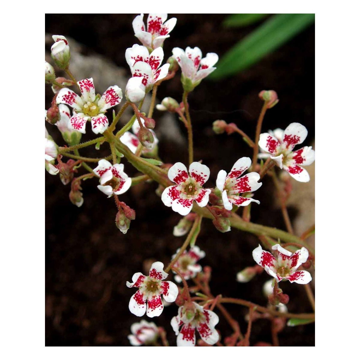 Bjergfrue &apos;Southside Seedling&apos;