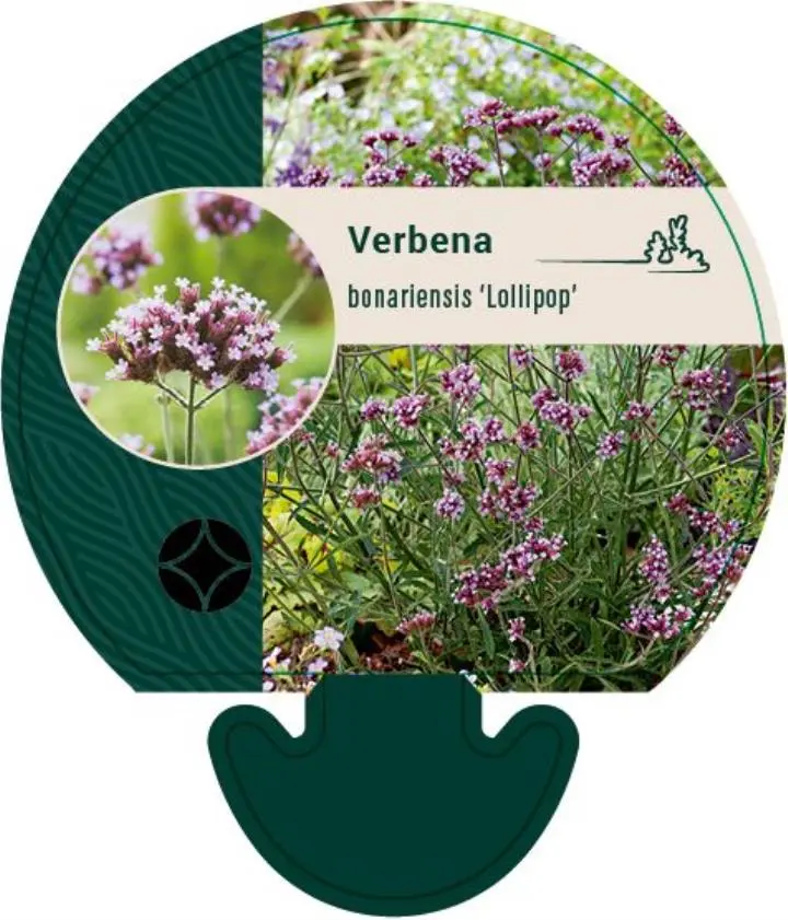Kæmpe Verbena 'Lollipop' - Potte 0,8 Liter
