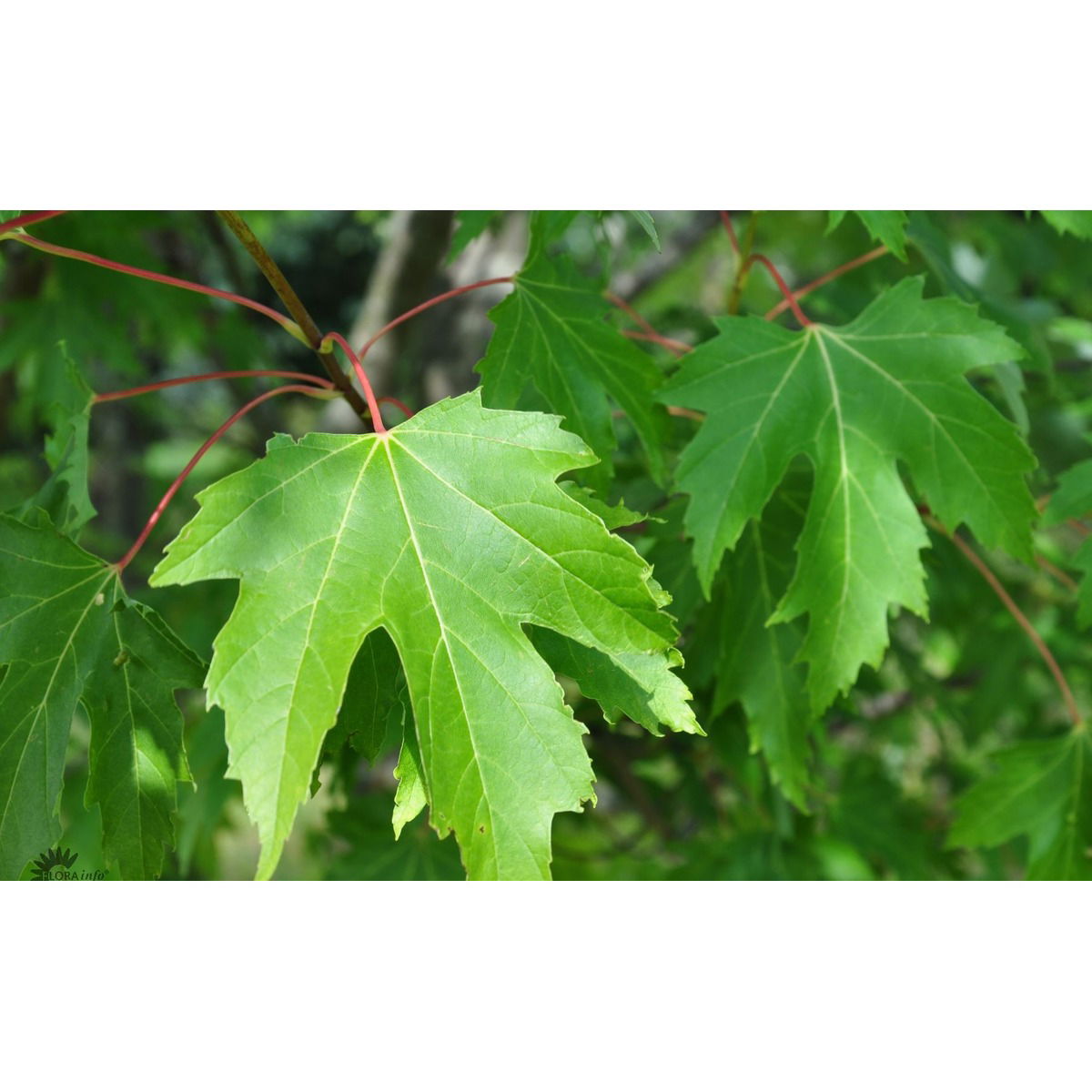 Sølvløn &apos;Pyramidalis&apos;