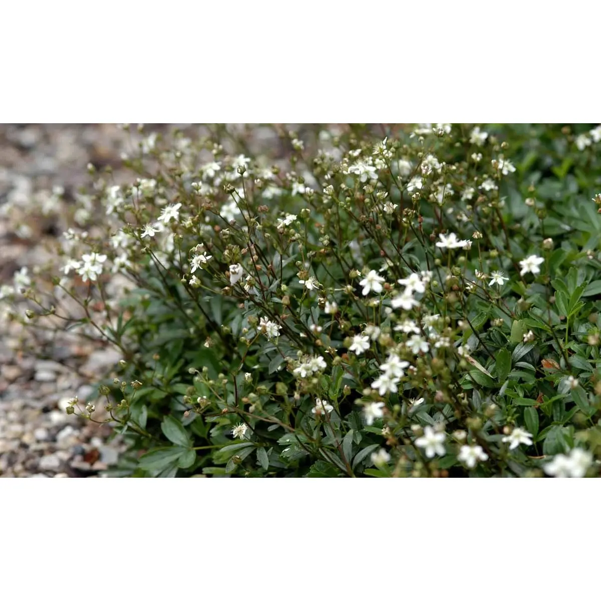 Potentilla 'Nuuk' - 10 cm. Potte
