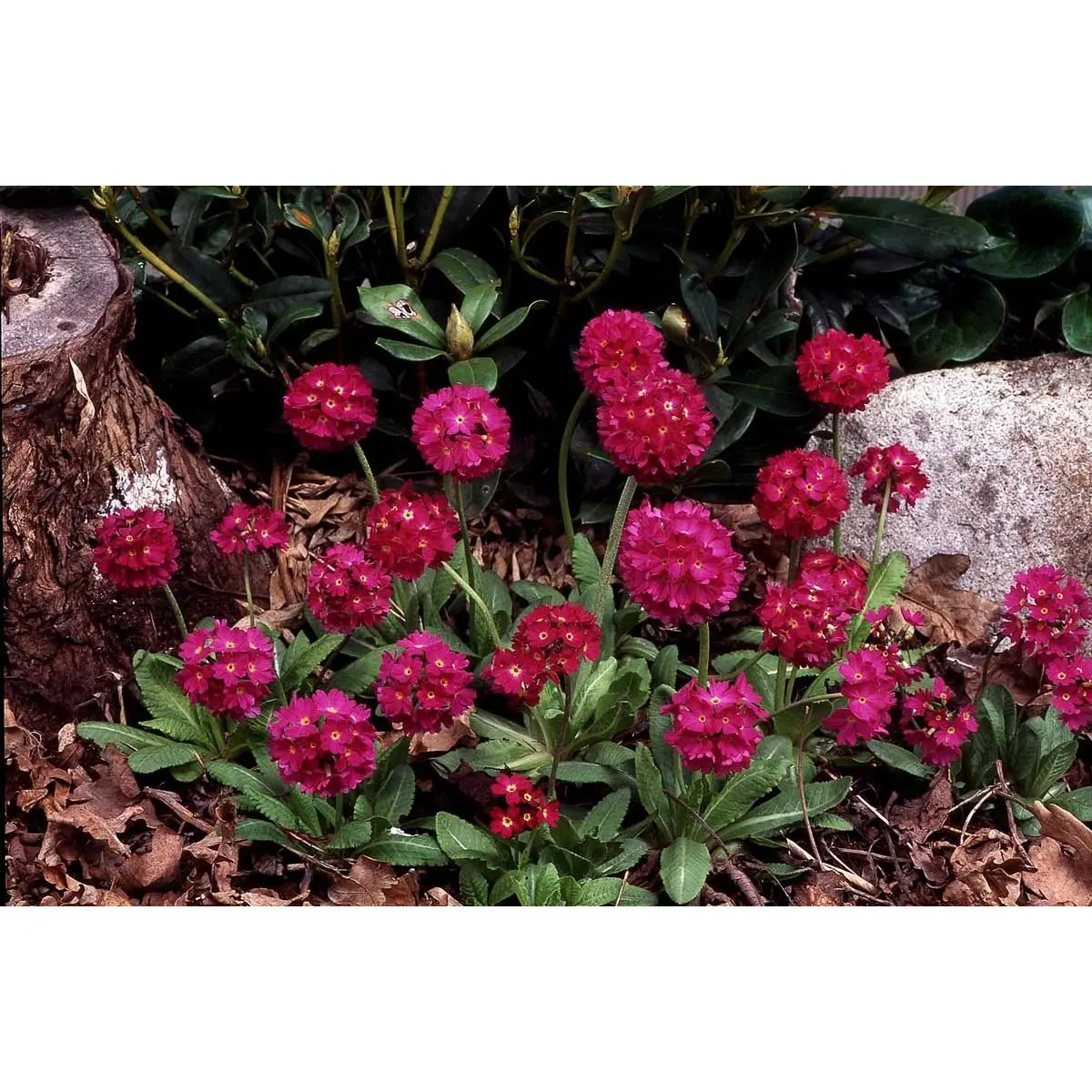 Kugleprimula - Potte 1 liter
