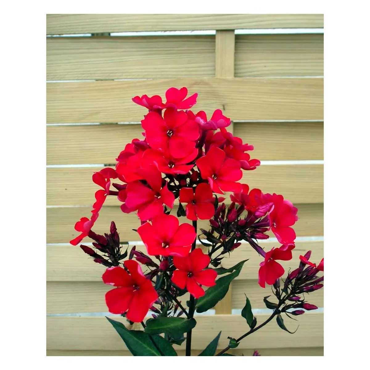 Høstfloks &apos;Orange Perfection&apos;