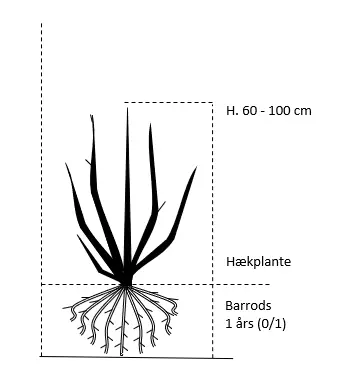 Vestamerikansk Balsampoppel 'OP42'