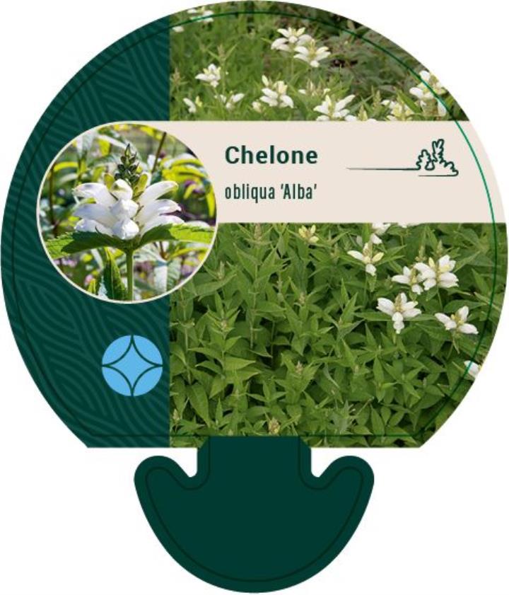 Duehoved 'Alba' - Potte 0,8 Liter