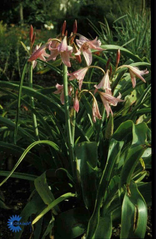 Crinum powellii, Hagelilje, 100 cm lange smalle blade, 1 - 12 rosa tragtformede store nikkende blomster juli - august sol solitært - gruppe på lunt, veldrænet næringsrig jord, fx ved mur, vinterbeskyttes