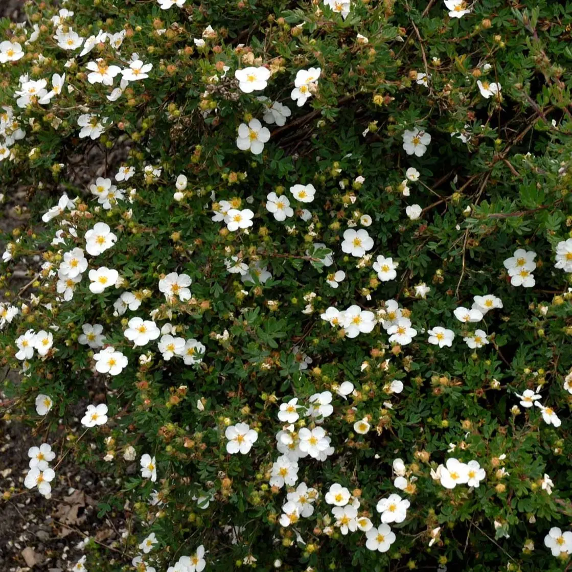 Hvid Buskpotentil Abbotswood