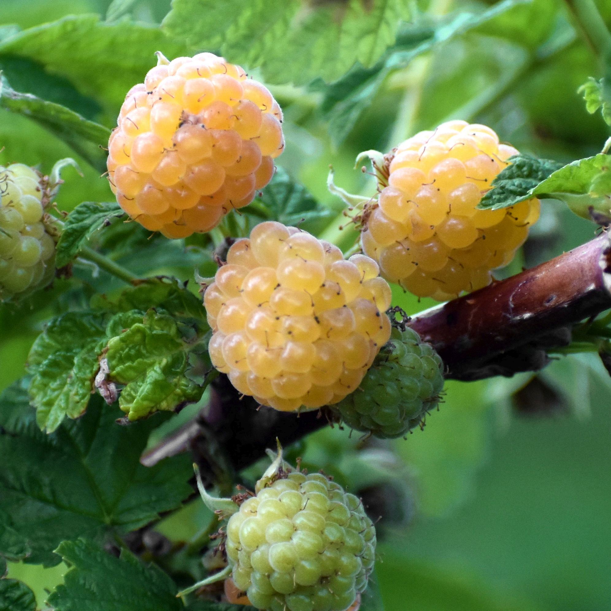 Efterårs Hindbær Fallgold