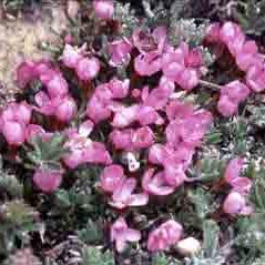 Douglasia montana, Douglasia,