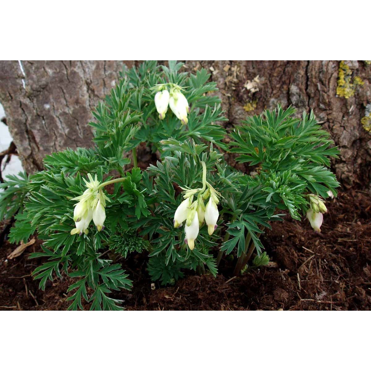 Småhjerte &apos;Aurora&apos;