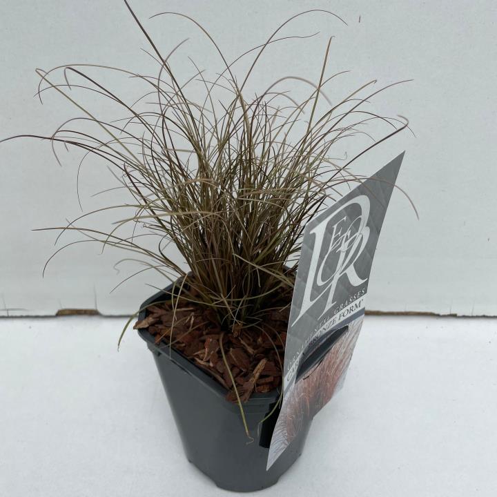 Star 'Bronze Form' - Potte 1,0 liter
