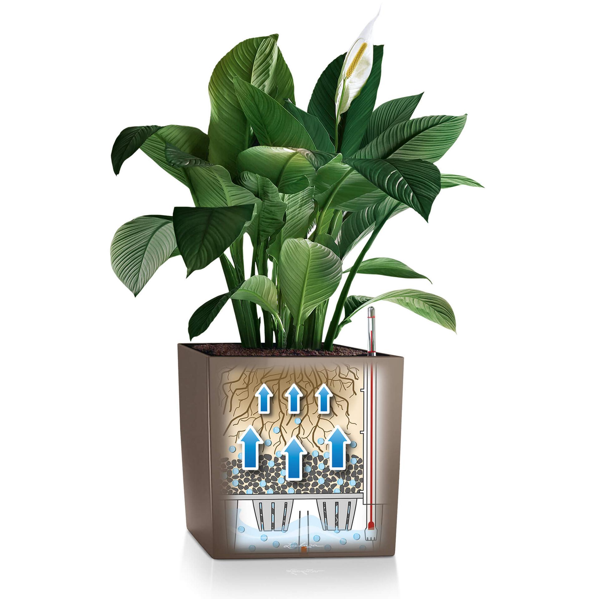 Lechuza CUBE selvvanding