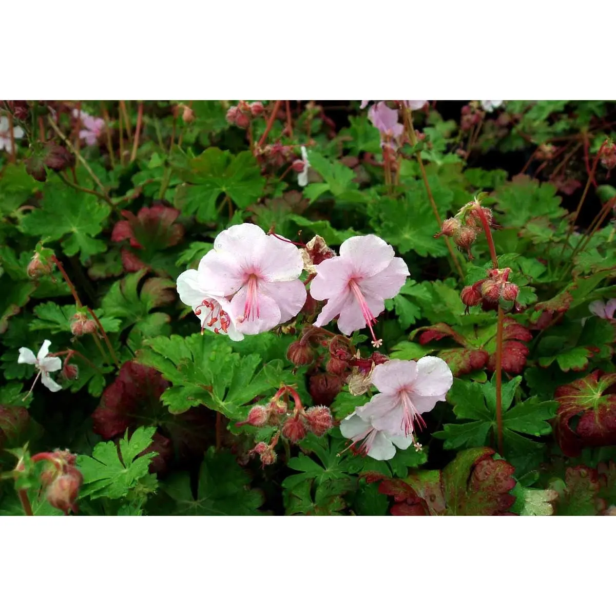 Engelsk Storkenæb &apos;Biokovo&apos;