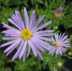 Asters 'Wunder von Stäfa' - Potte 1 liter
