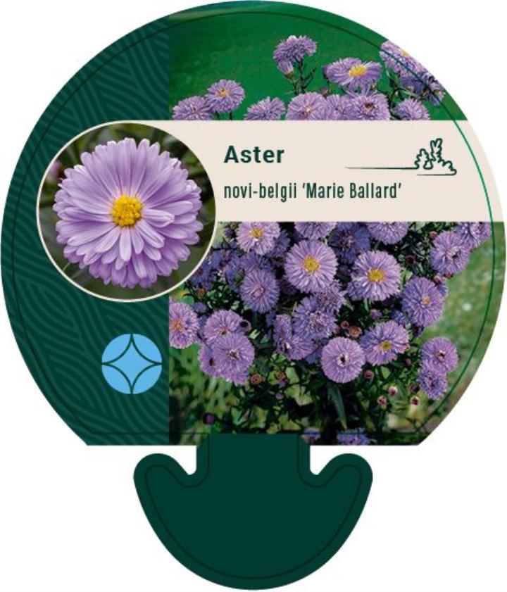 Høstaster 'Marie Ballard' - Potte 0,8 Liter