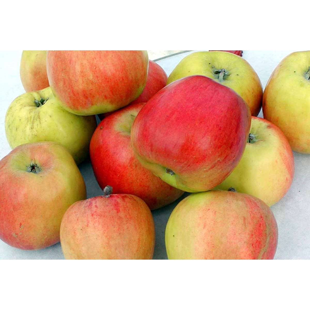 Æble &#39;Maglemer Stribling&#39; - 4-8 grene, 150-200 cm. Potte 10 liter (A-2)