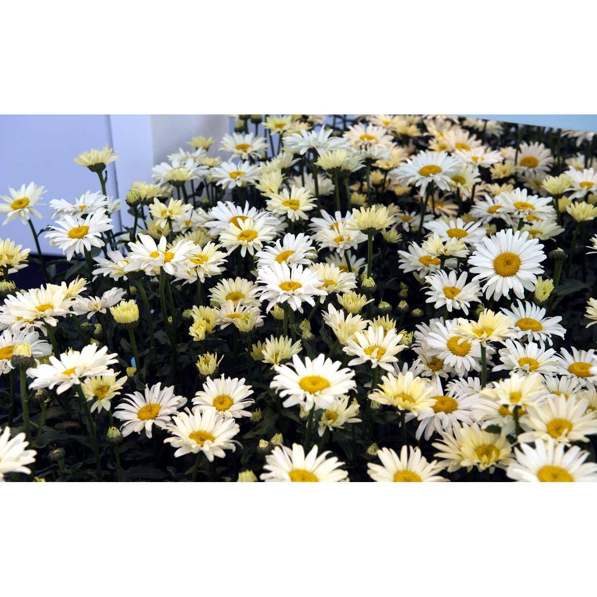 Kæmpemarguerit &apos;Banana Cream&apos;