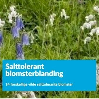 Salttolerant blomsterblanding