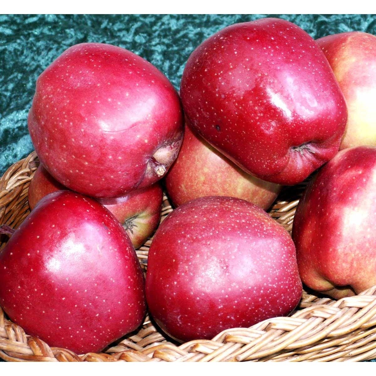 ÆBLE &#39;GLOSTER&#39; M9 - Havefrugttræ Potte 7,5 liter 150-175 cm