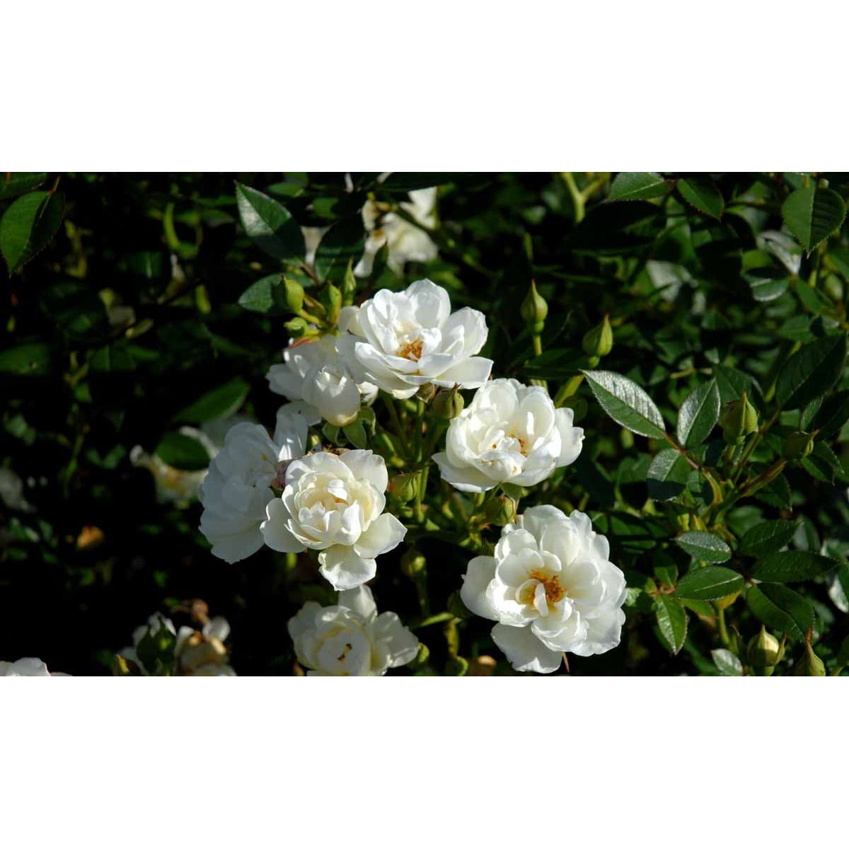 &apos;Tumbling Waters&apos;™