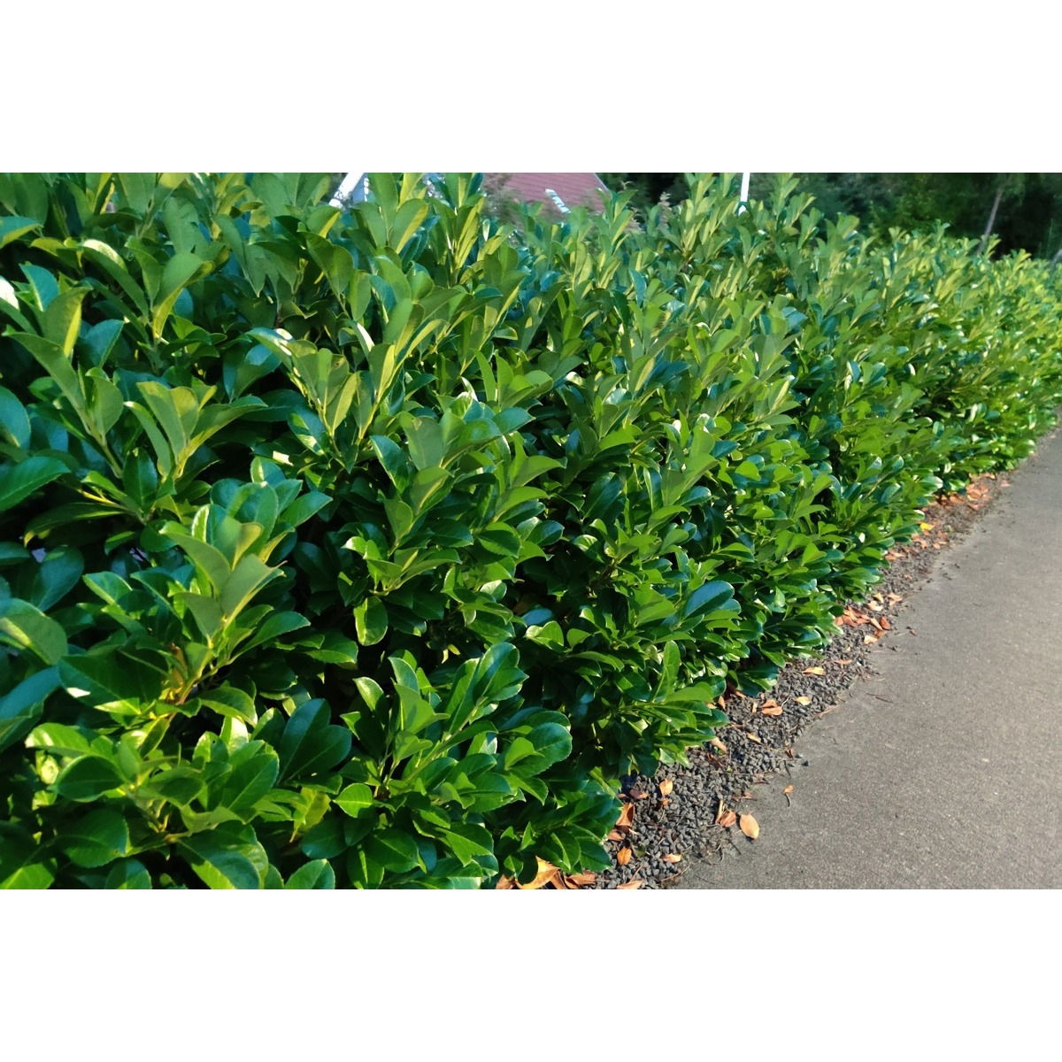 Kirsebærlaurbærhæk Etna
til uklippet hæk.