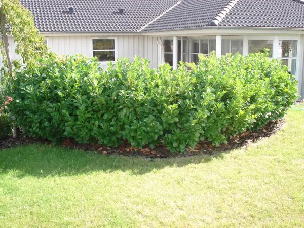 Kirsebærlaurbær 'Etna'