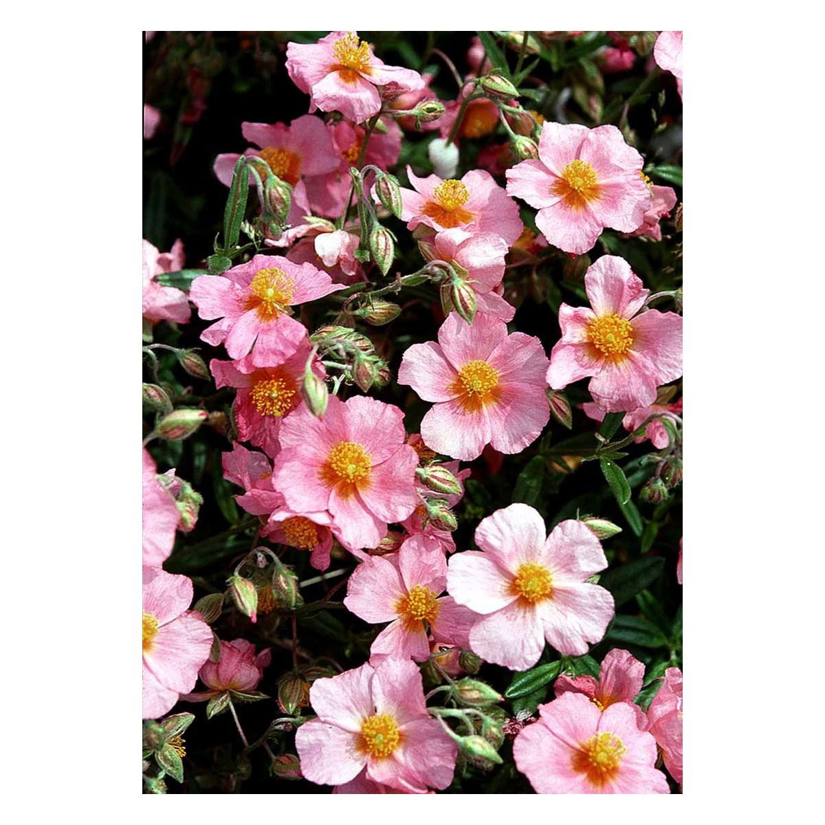 Soløje &apos;Lawrensons Pink&apos;