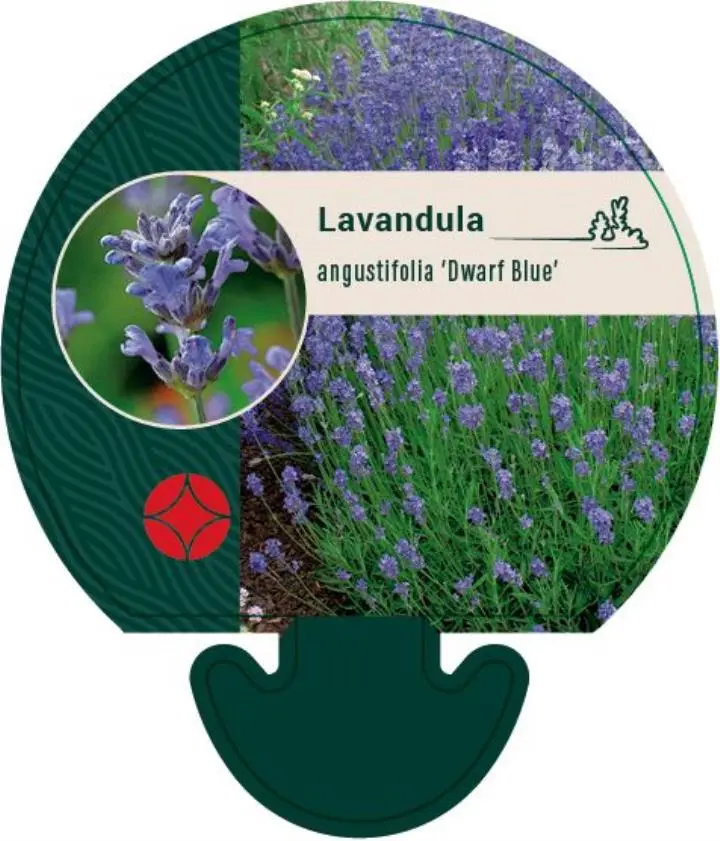 Lavendel 'Dwarf Blue' - Potte 0,8 Liter