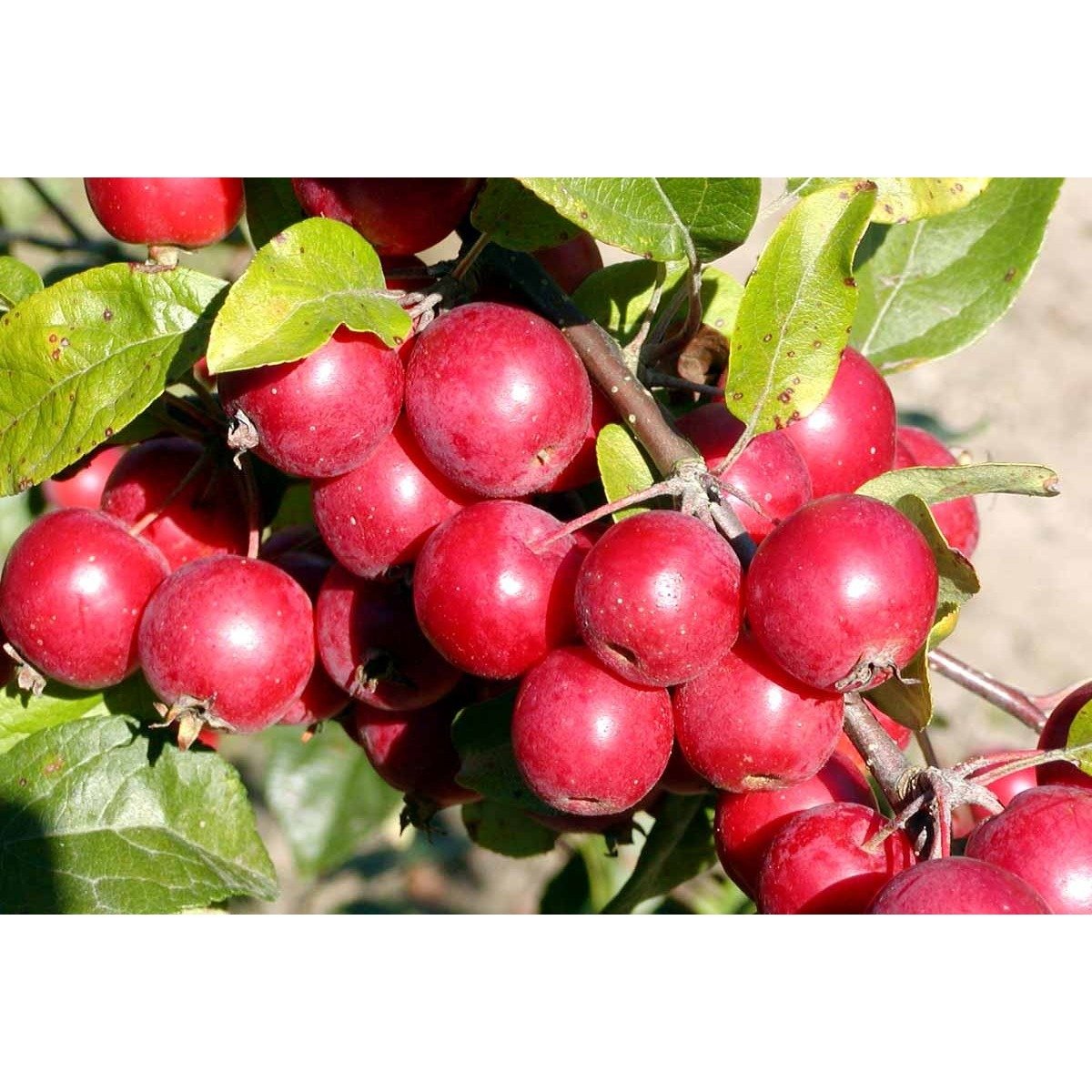 Paradisæble &apos;Gorgeous&apos;