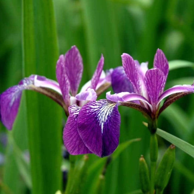 Iris - Potte 1 liter