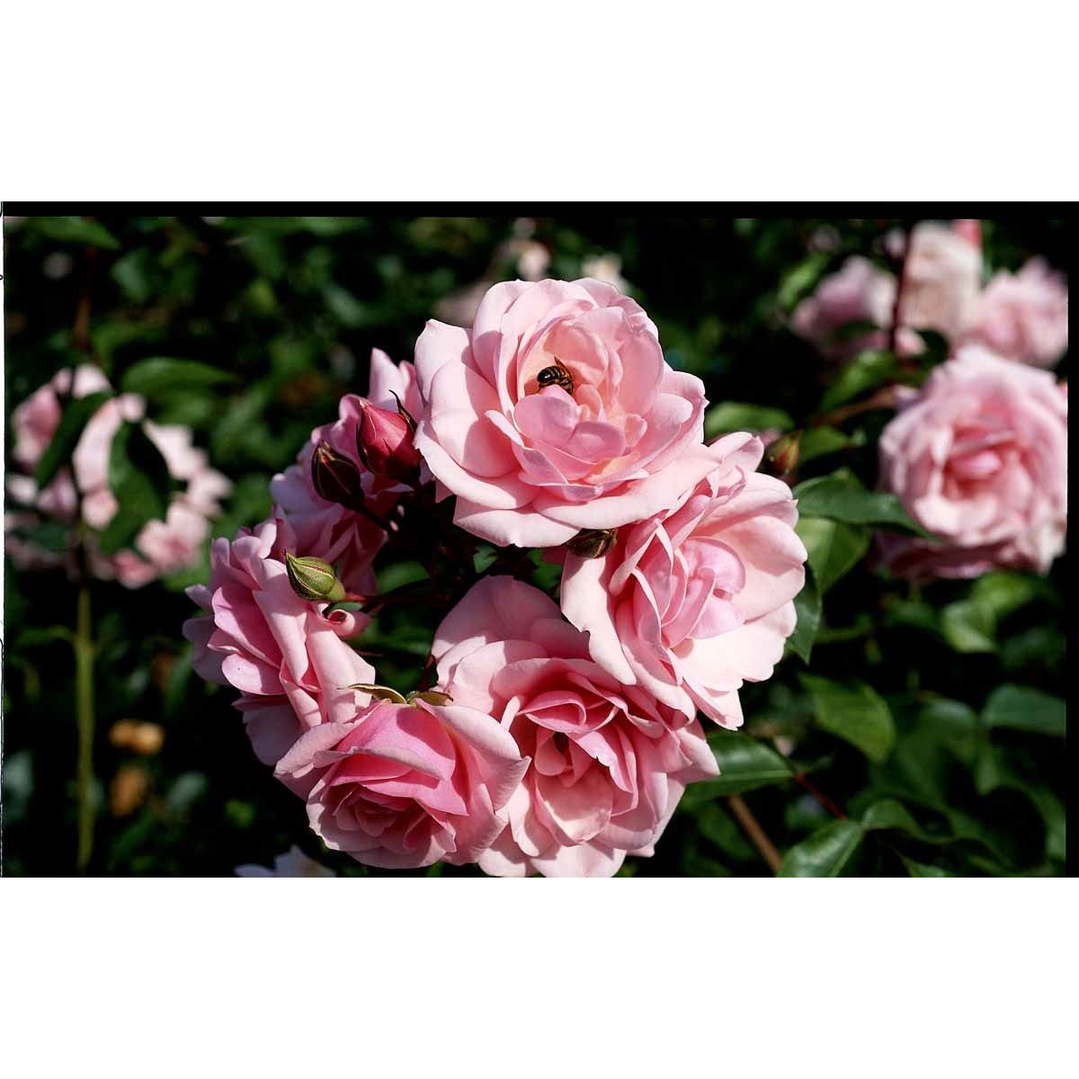 Buketrose &apos;Diadem&apos;