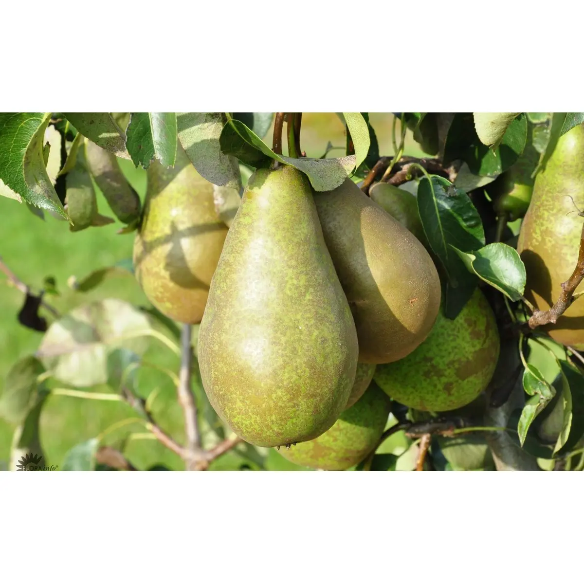 Pære &#39;Ingeborg&#39; - 4-8 grene, 150-200 cm. Potte 10 liter (P.com)