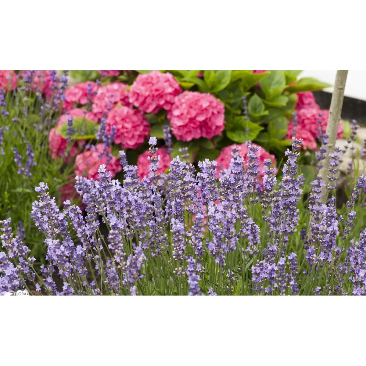 Lavendel - Potte 0,8 Liter