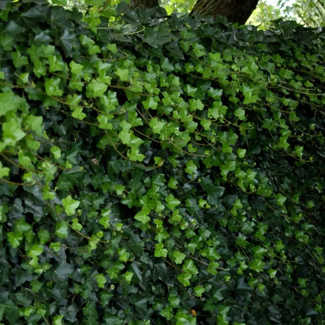 Storbladet Irsk Efeu