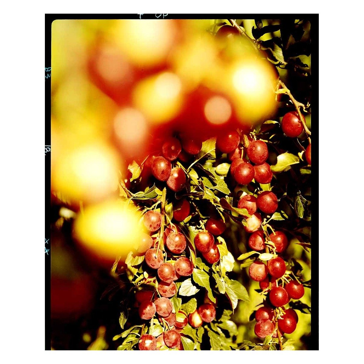 Mirabel &#39;Magda Jensen&#39; - Potte, -A-Kvalitet S.J.-A højde 150/200 cm.