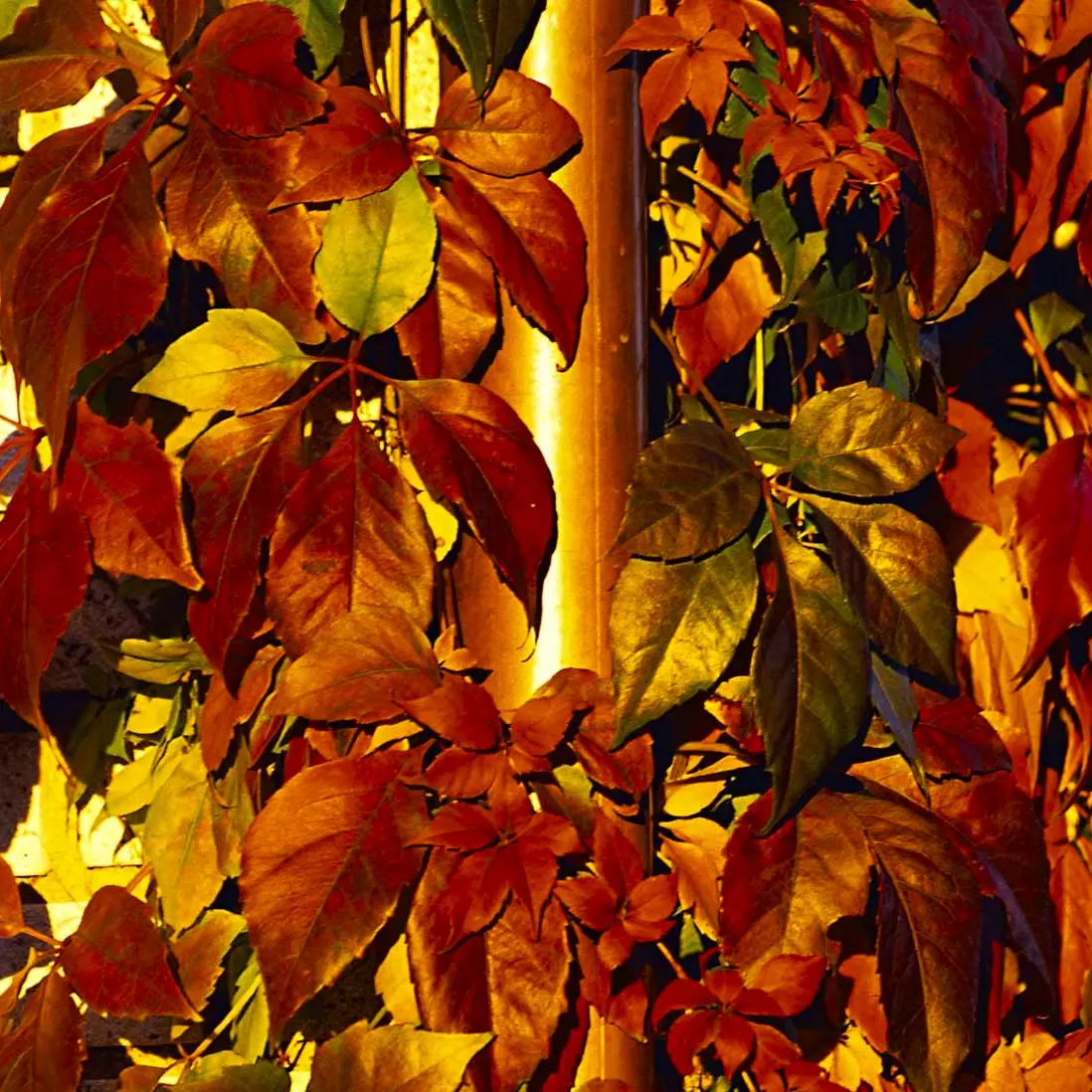 Klatrevildvin Engelmannii