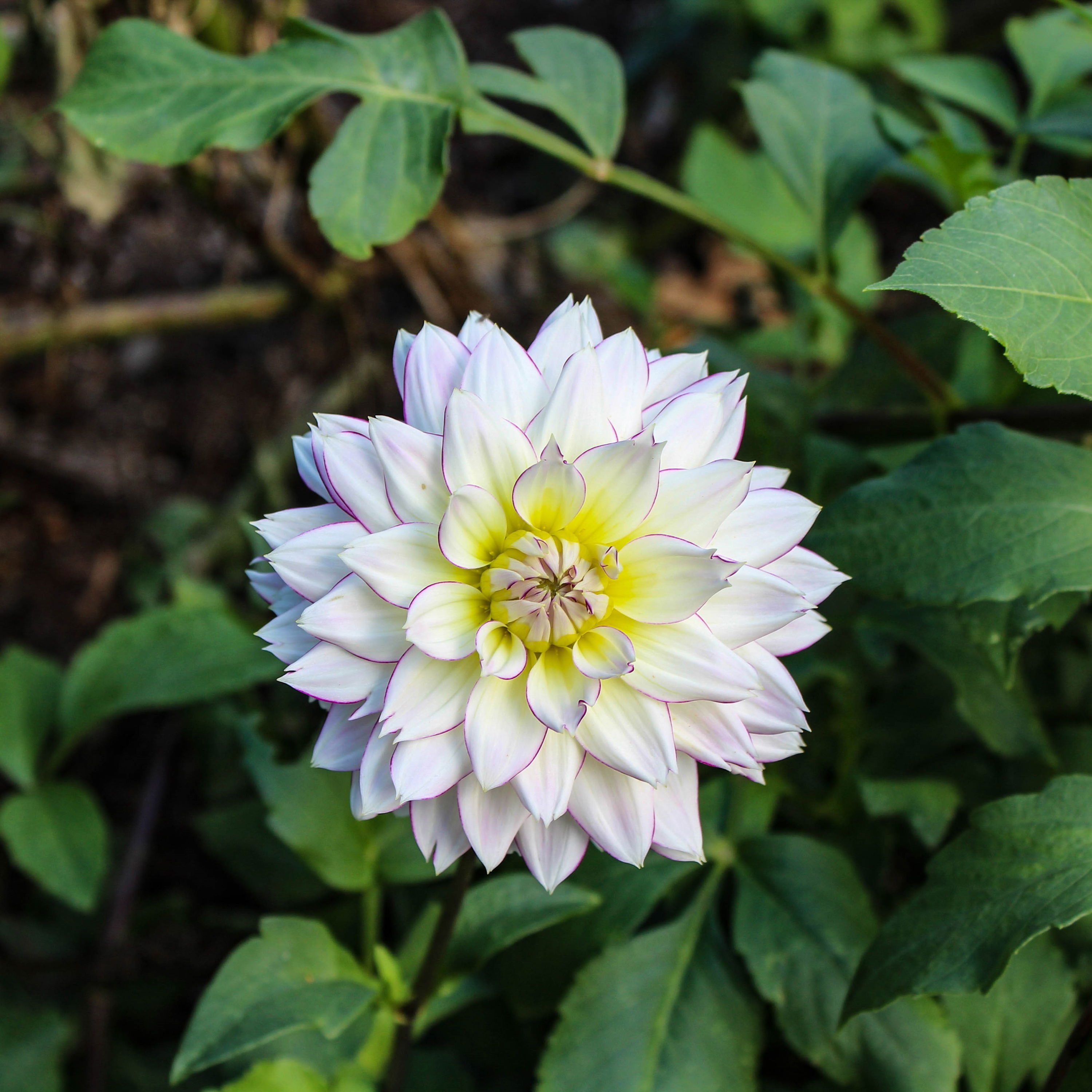 Dahlia Pink Purple Touch XXL