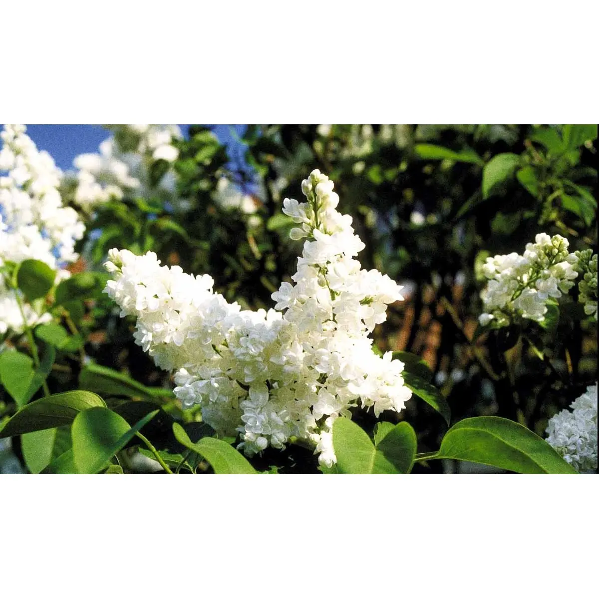 &apos;Mme Lemoine&apos;