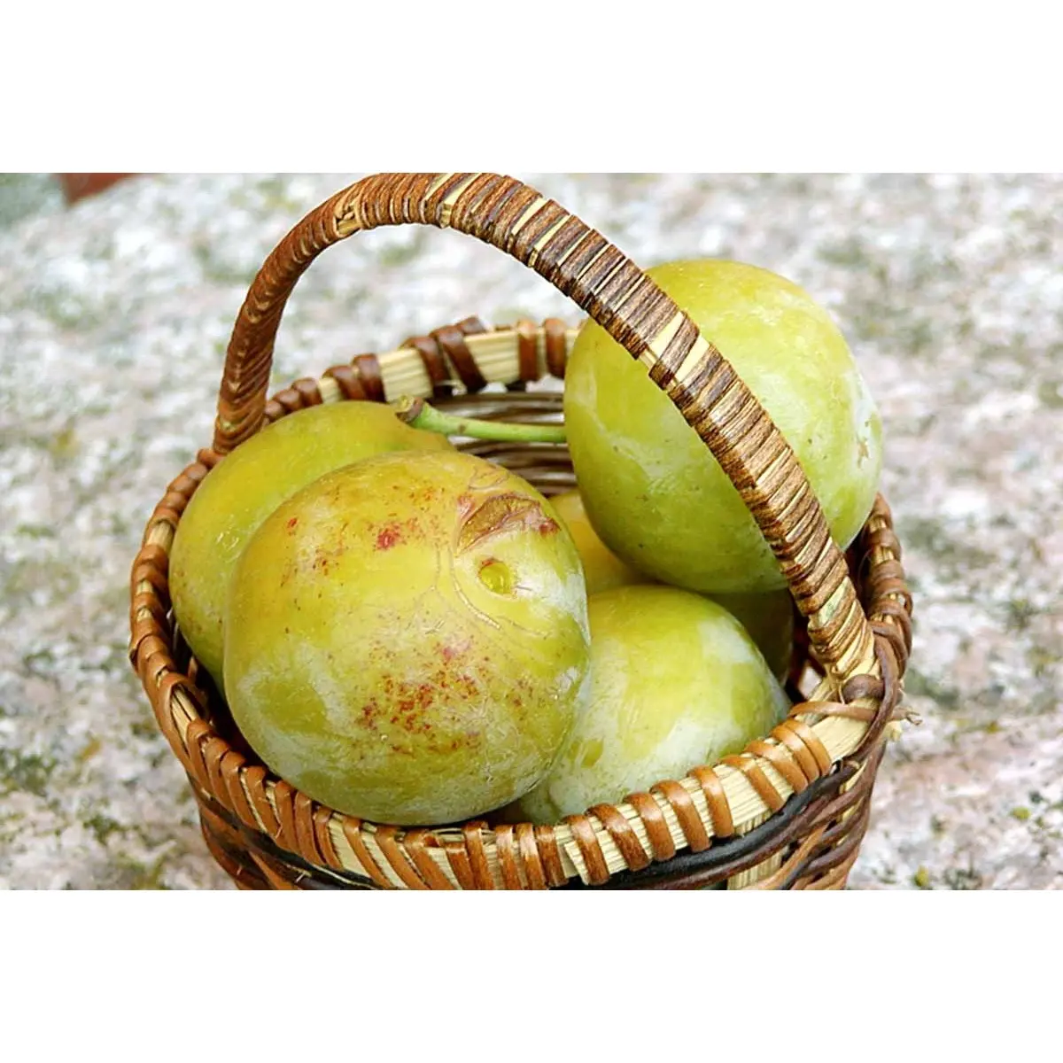 Blomme &#39;Grøn Reine Claude&#39; - Havefrugttræ - A-kvalitet 4-8 grene, 130-170 cm. Potte 10 liter. (S.J.A.)