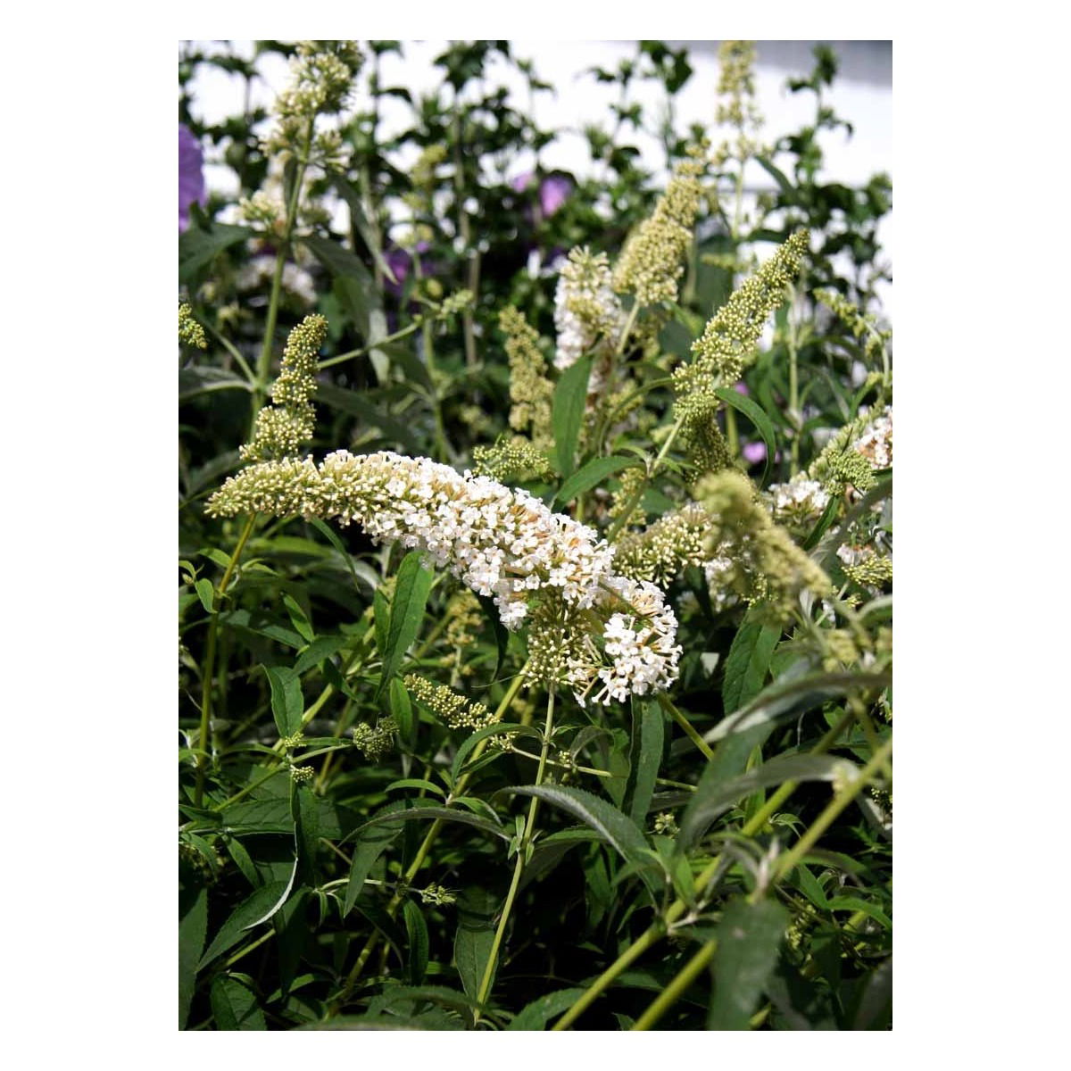 Sommerfuglebusk &apos;White Profusion&apos;