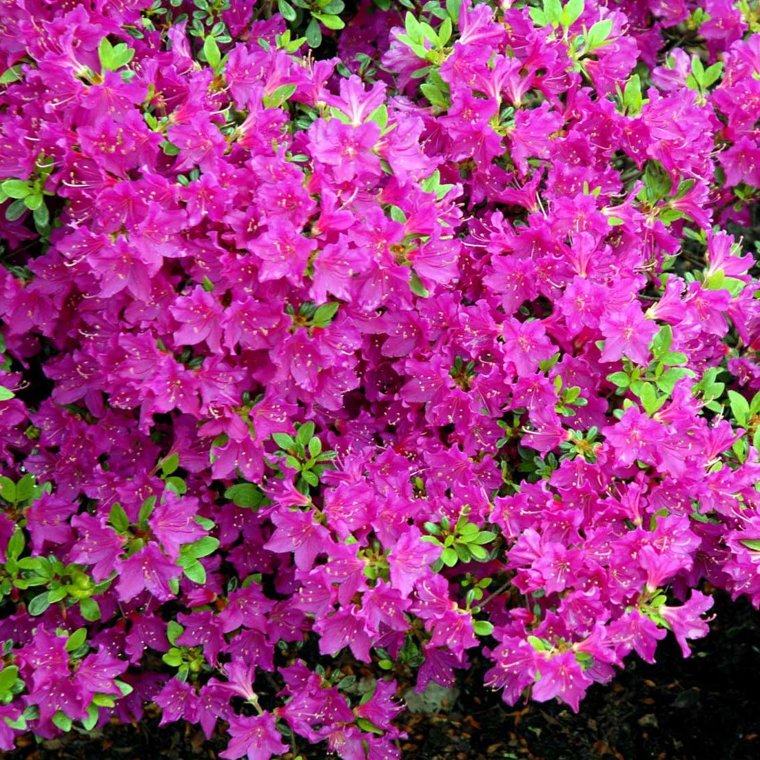 Rhododendron Purpurtraum