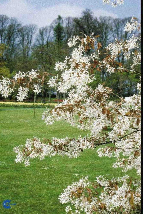 Amelanchier laevis, Bærmispel laevis, Blad / Nåle: Ovale Blad / Nåle farve: Blågrønne Blomster str.: Små Blomsterfarve: Hvide Blomstringstid 1: Maj Bredde: 2 - 3 meter Efterårsløv: Bronzefarvet Frugt str.: Små Frugter: Sorte Gødning: Mellem Højde: 4 - 6 m