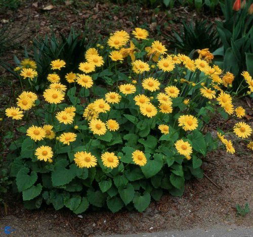 Doronicum orientale, Gemserod, Halvhøj staude, 40-60 cm Runde til hjerteformede friskgrønne blade Store guldgule kurvblomster på lange stilke i april-maj Sol eller let skygge Snitblomst