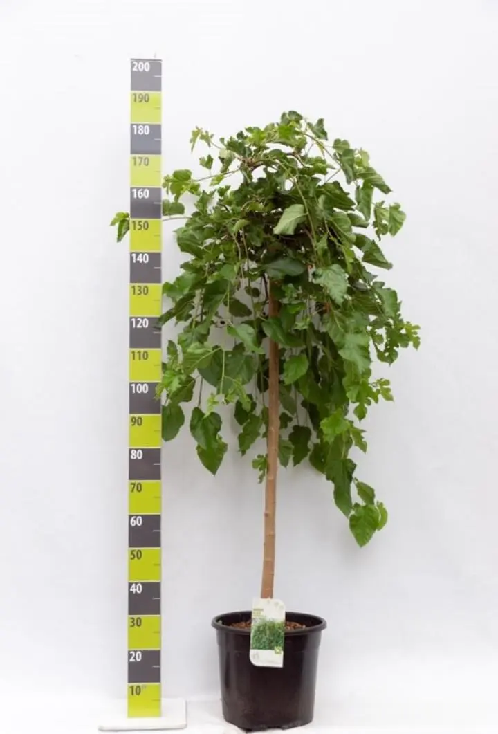 Hænge-Morbær - Opstammet 120 cm. Potte 20 liter Stammeomkreds 8-10 cm.