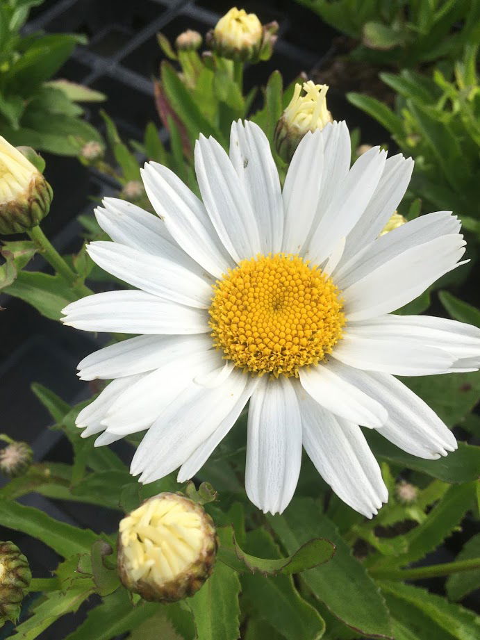 Kæmpemarguerit &apos;Madonna&apos;